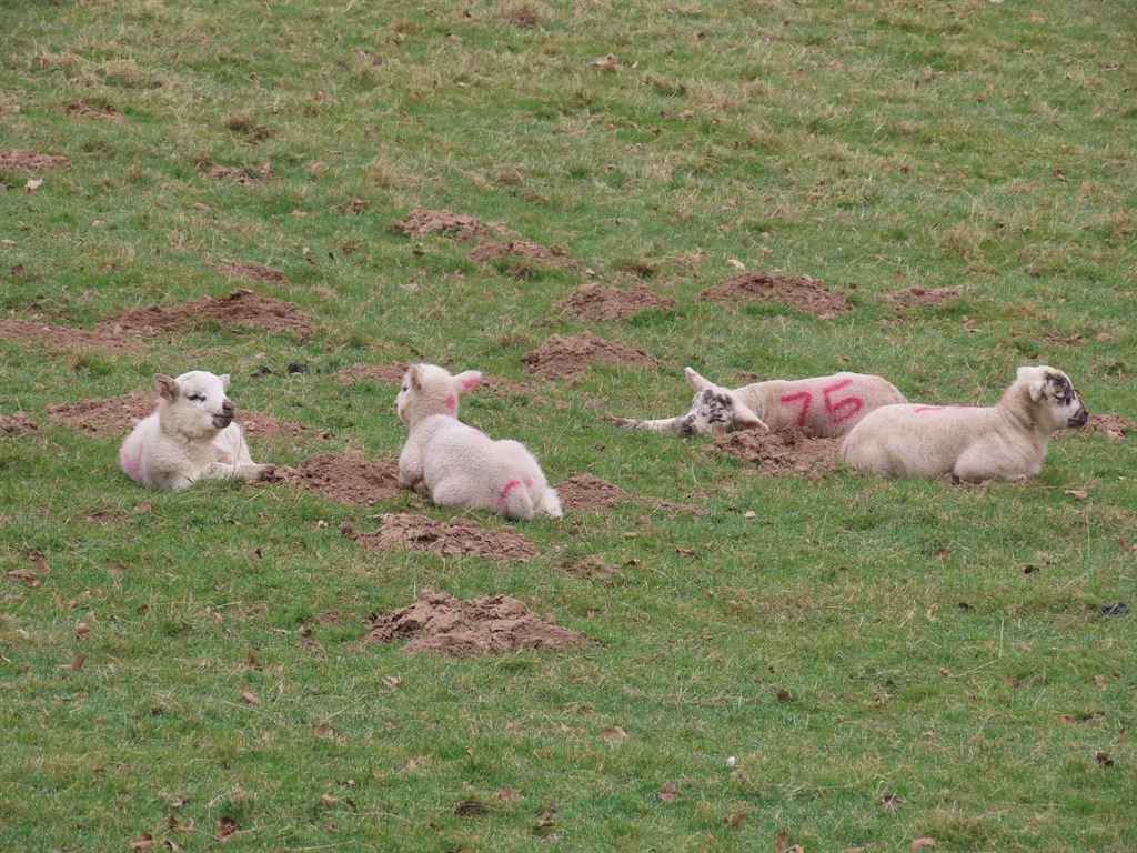 lambs