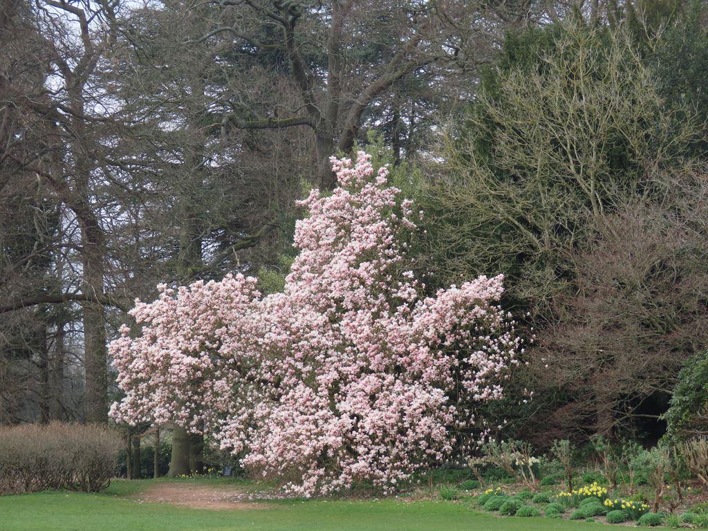 magnolia