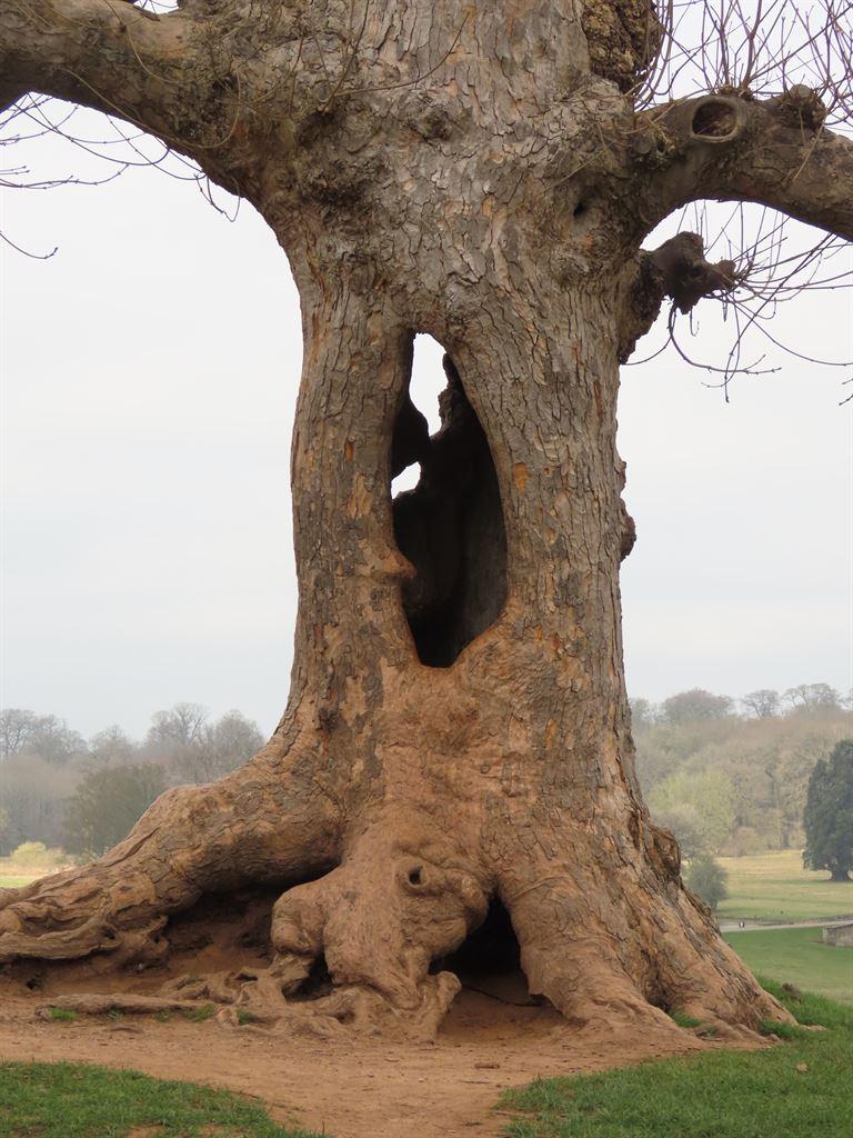 treewithhole