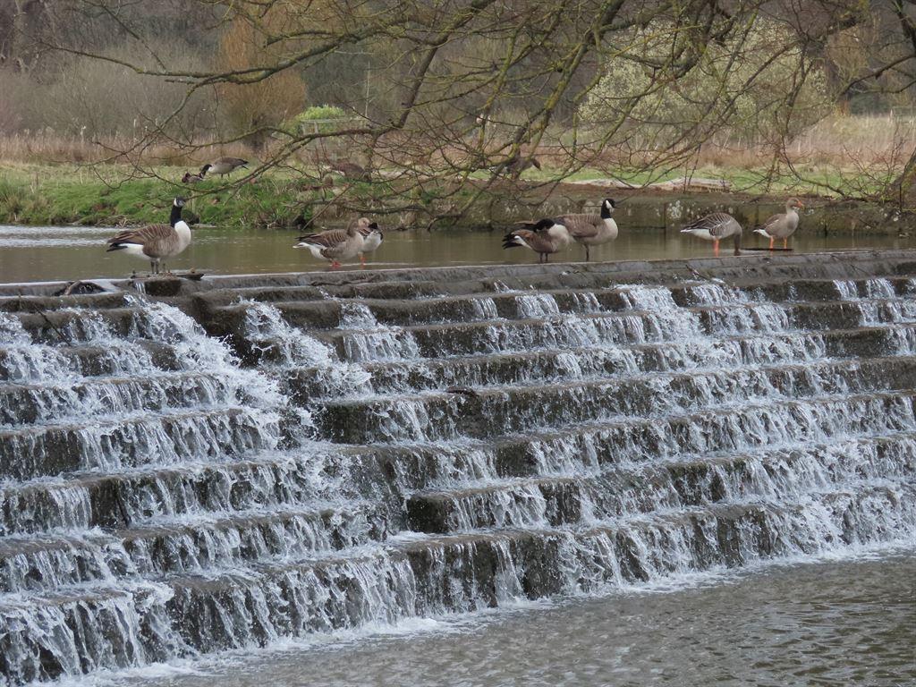 topweir