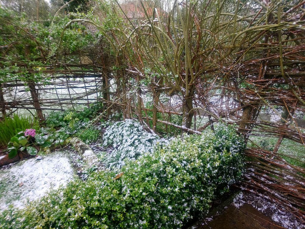 garden1