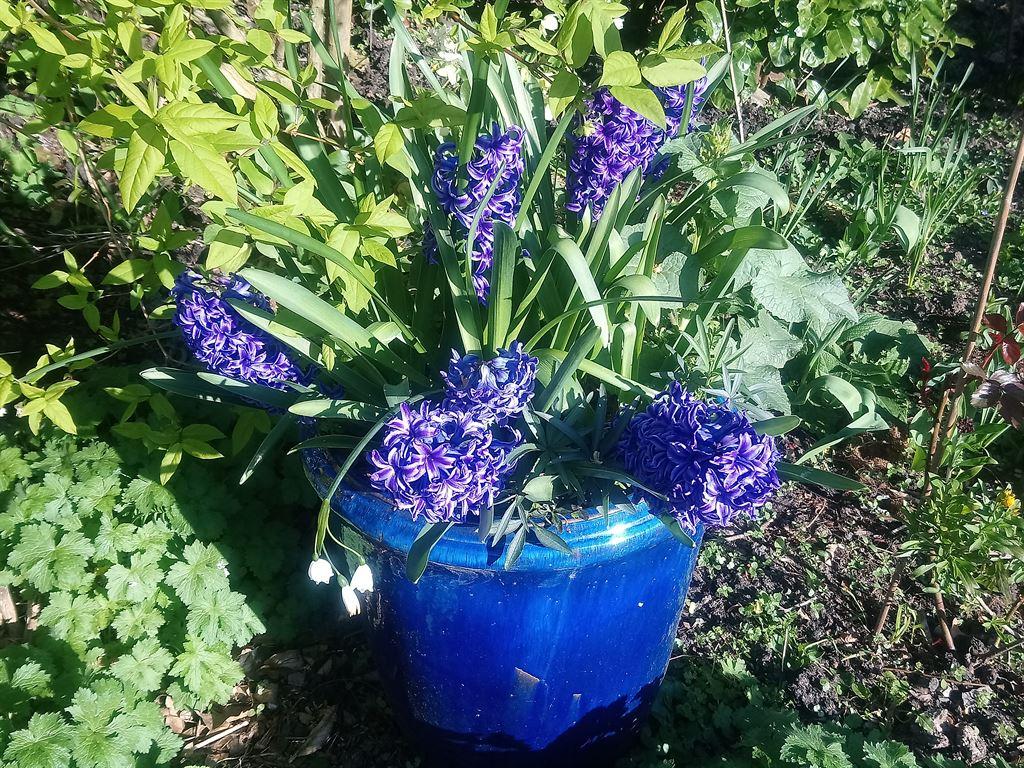 hyacinths