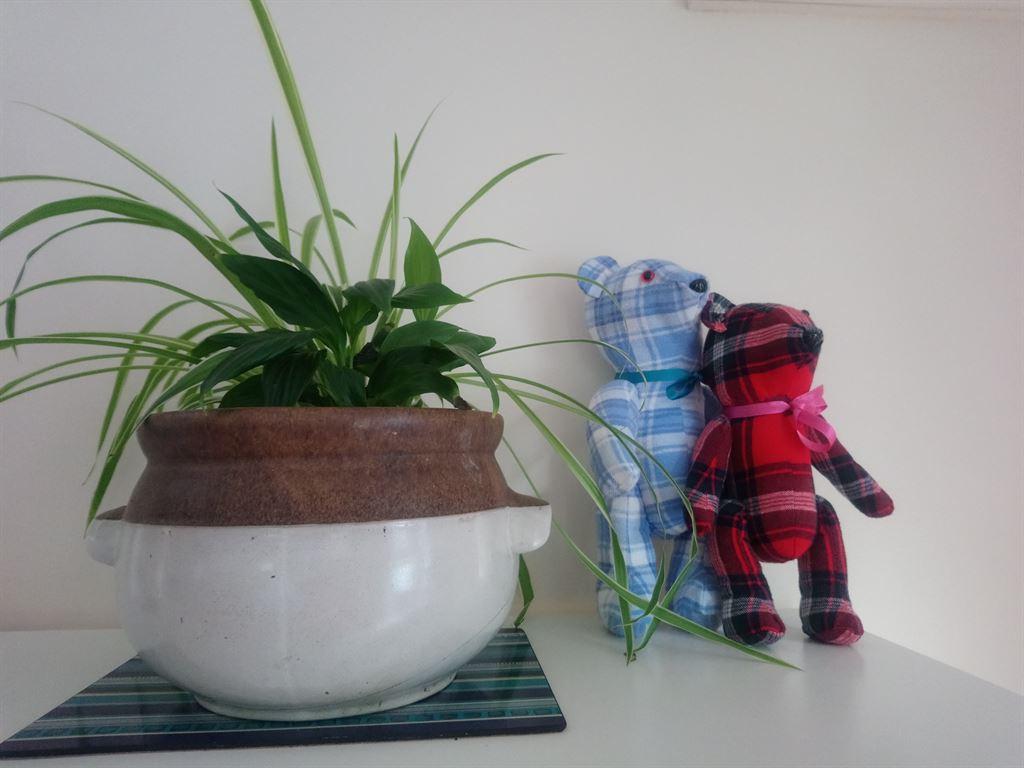 bears