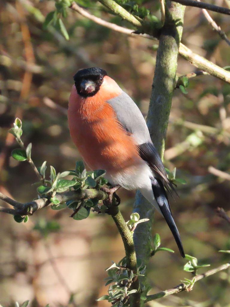 bullfinch