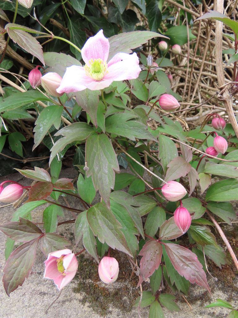 buds