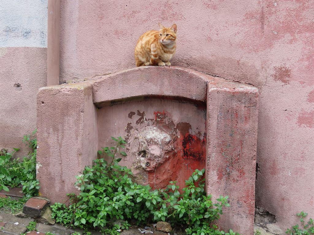 ginger
