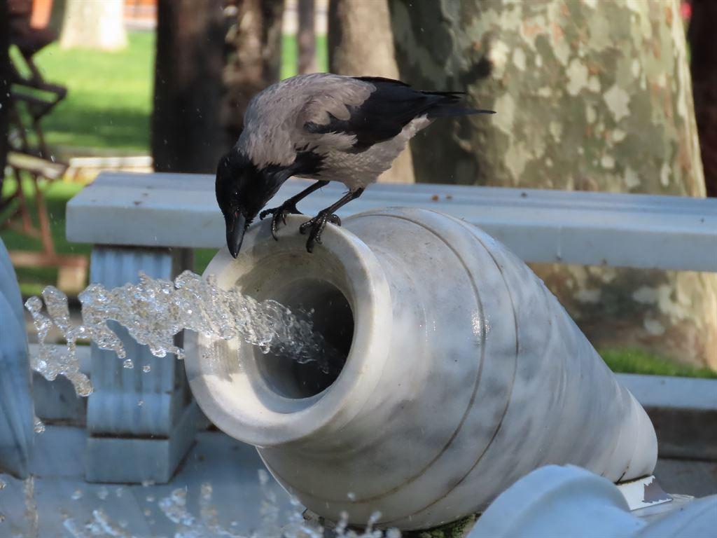 bird&water