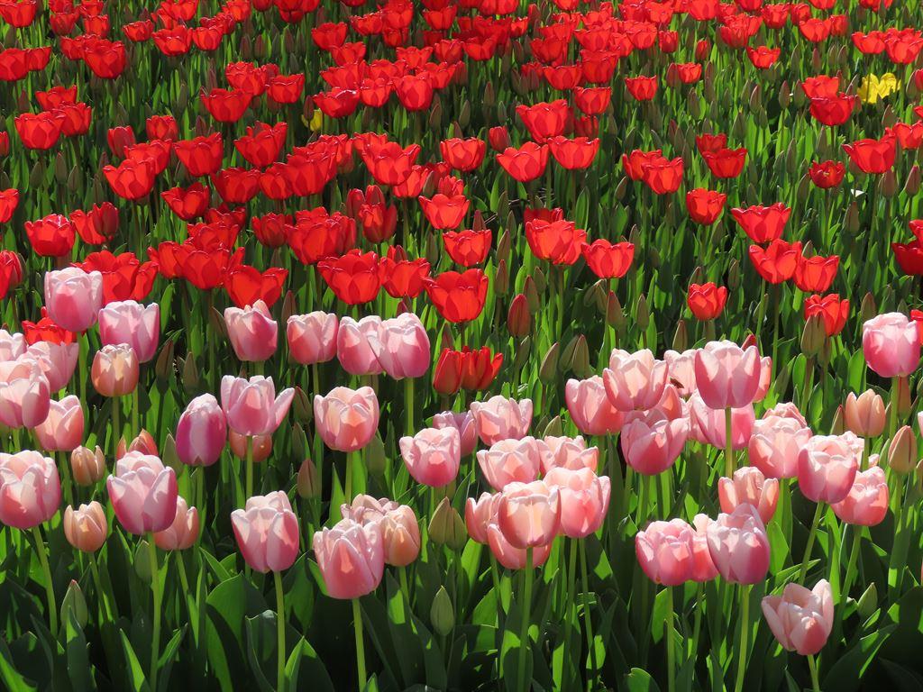 red&pink
