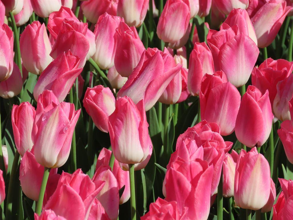 pink&white
