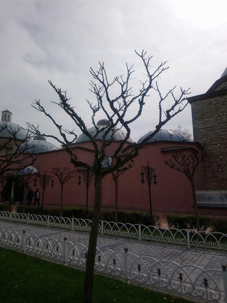 tree&domes
