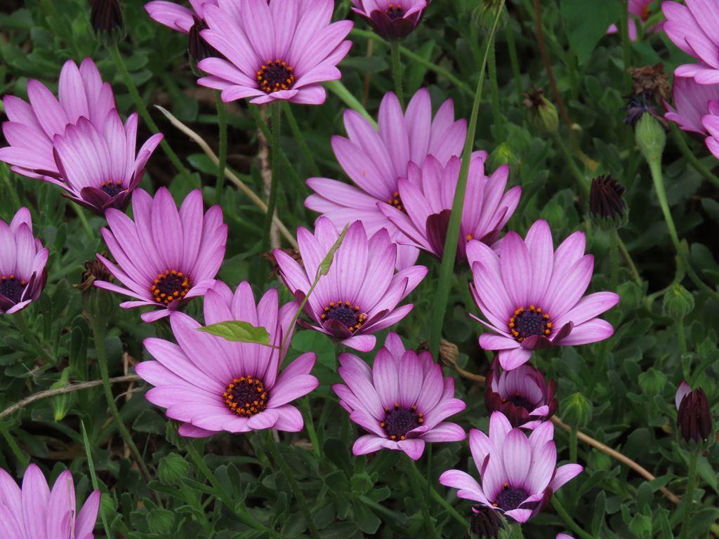 daisies