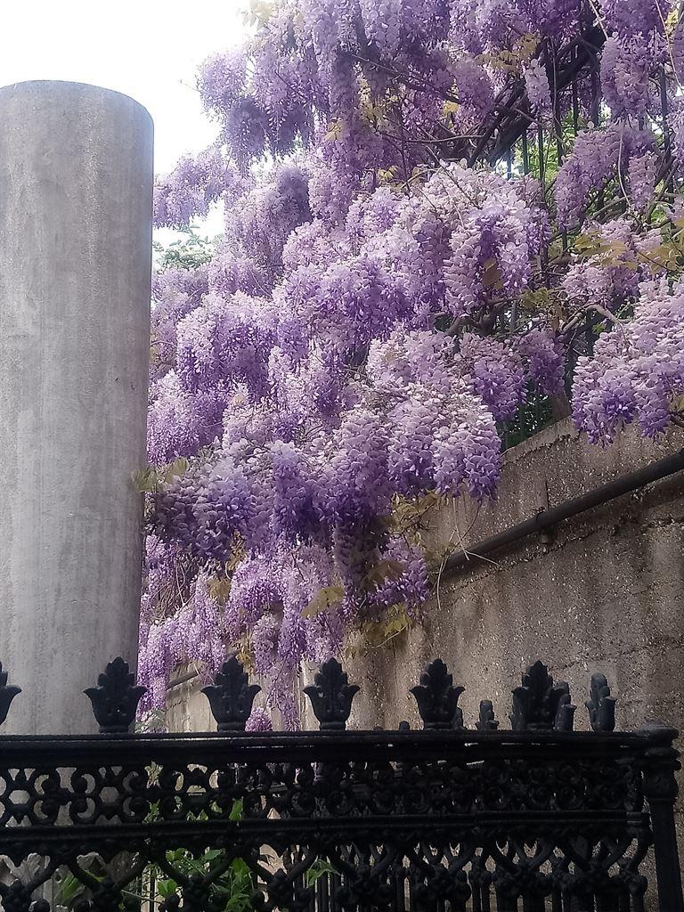 wisteria