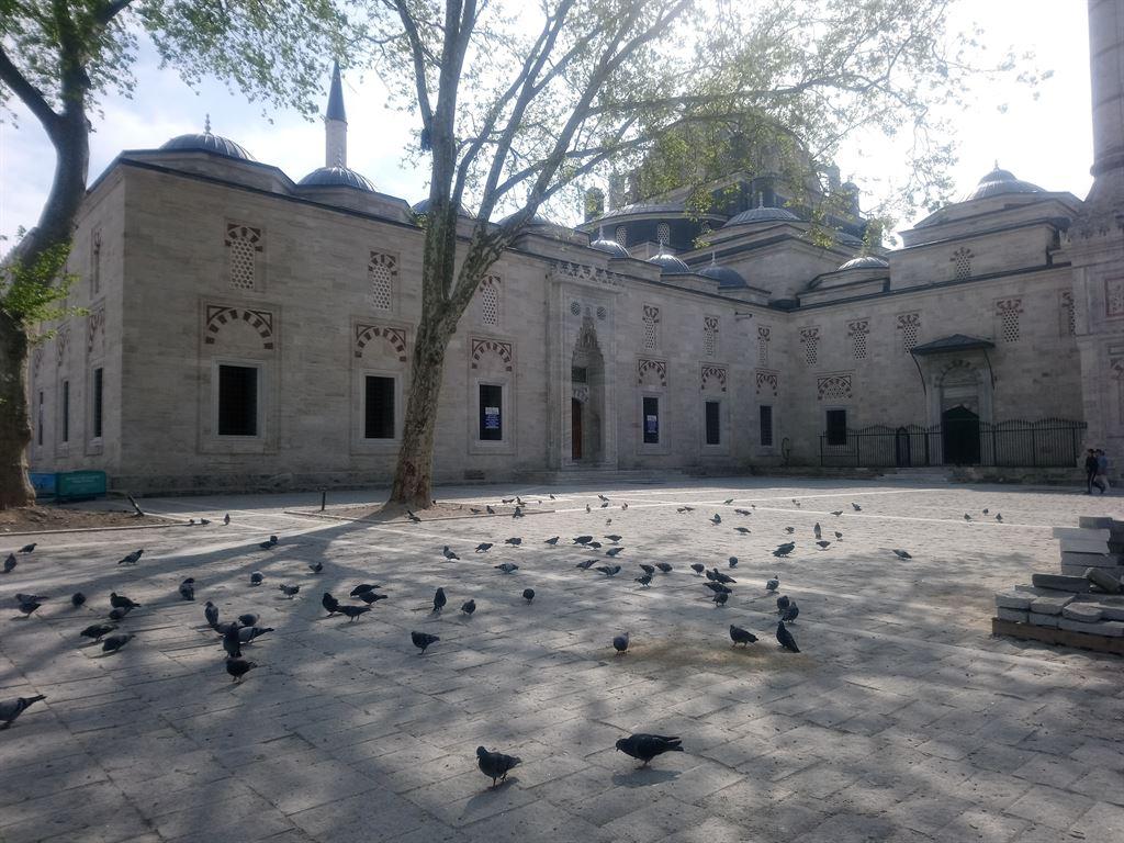 pigeons