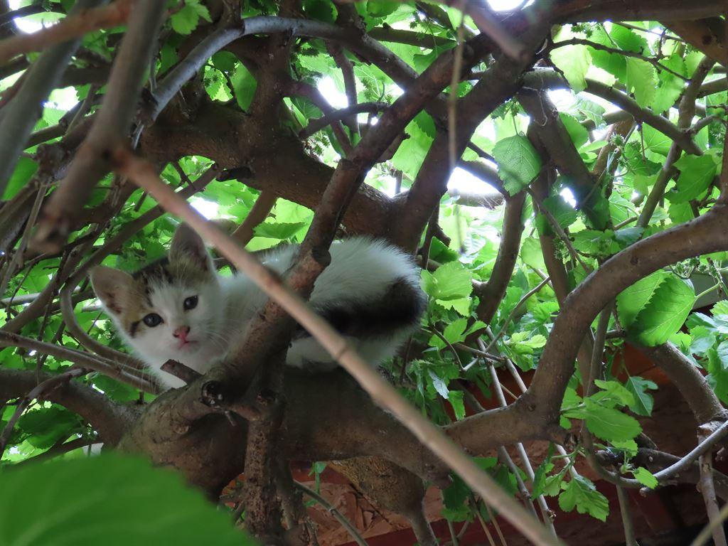 kitty2