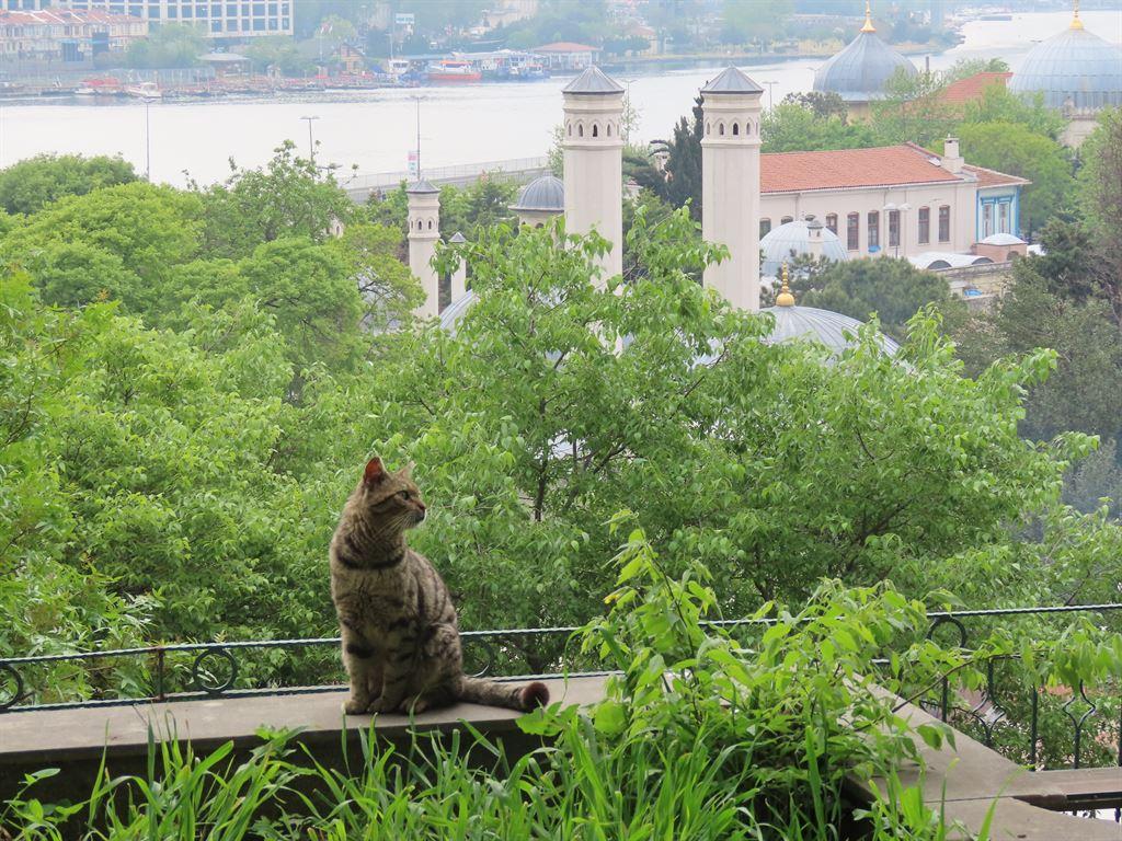 cat&view