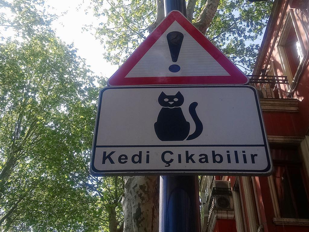 catsexiting