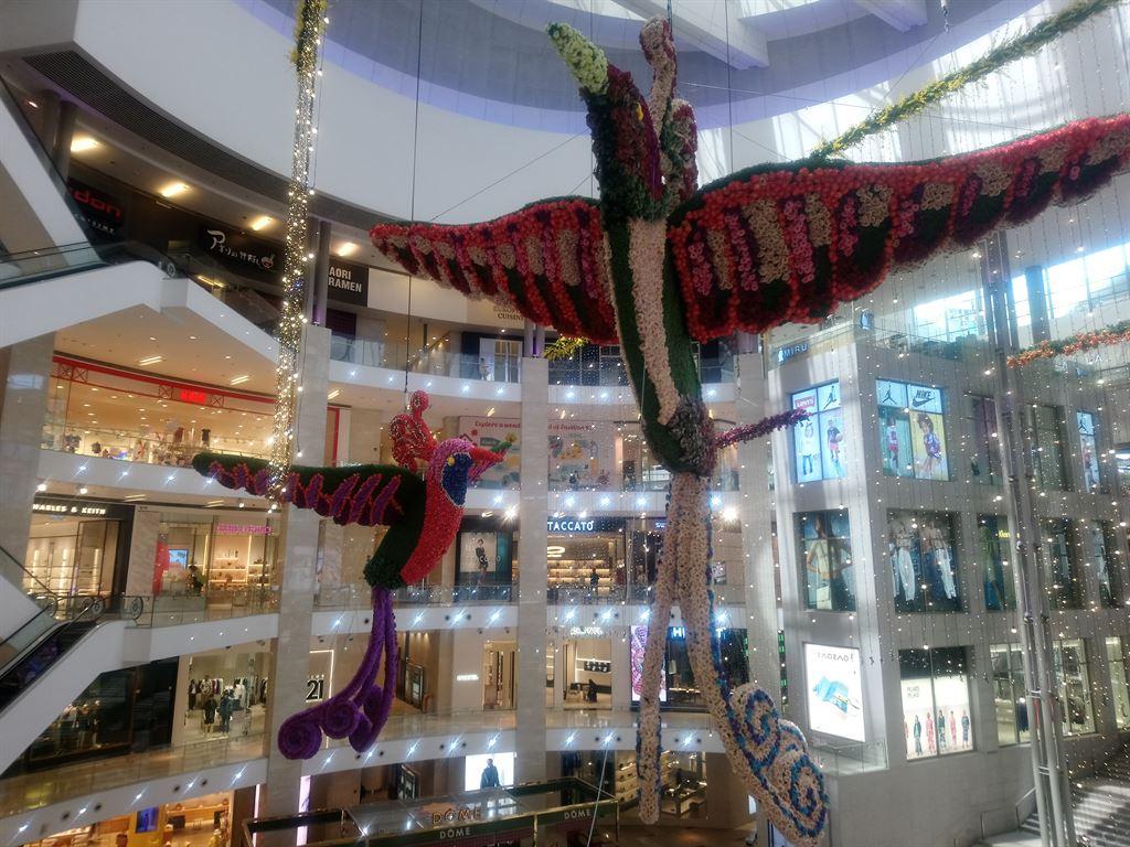birds