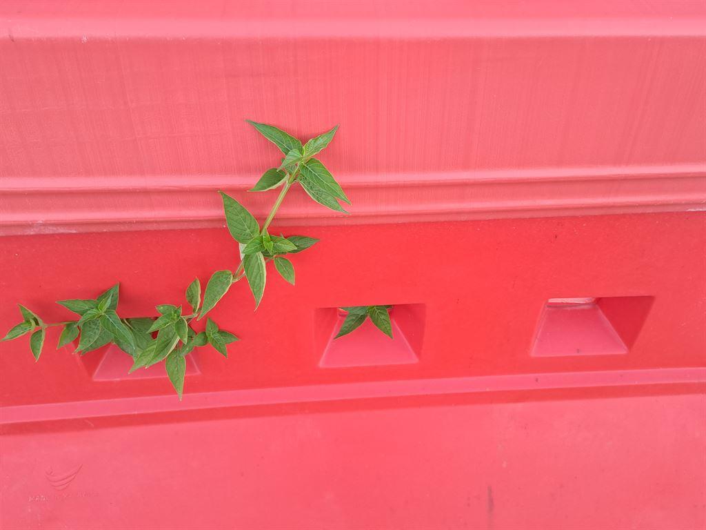 red&green