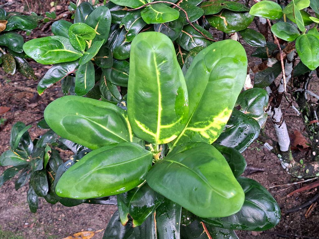 leaves
