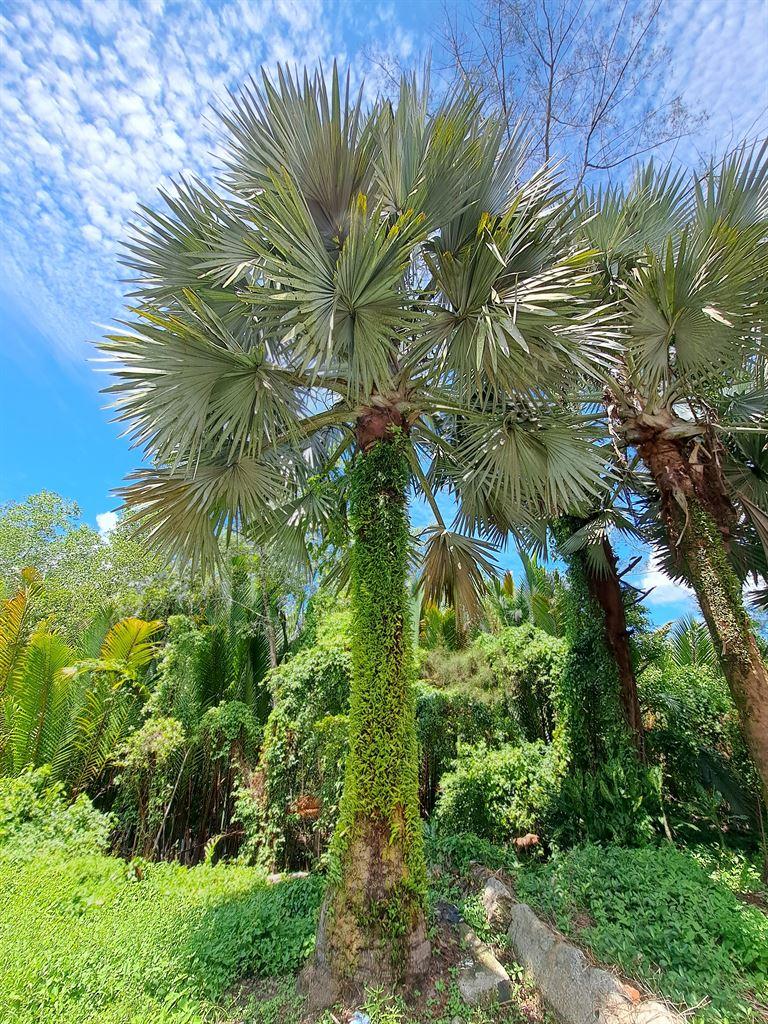 palm