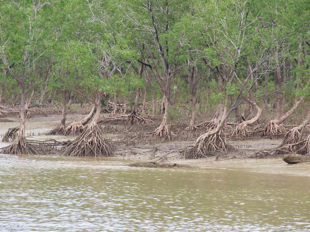mangroves
