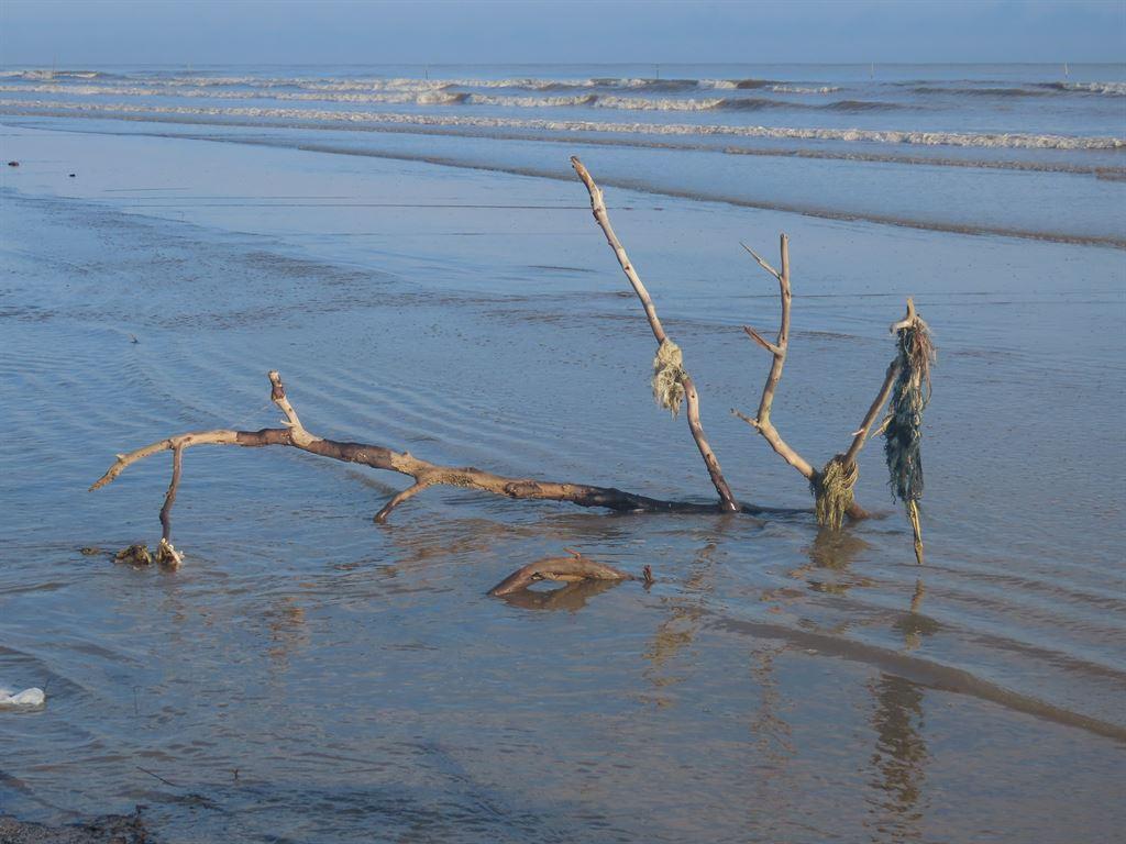 twig