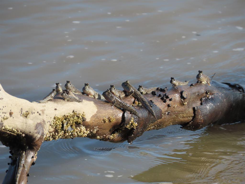 mudskippers1