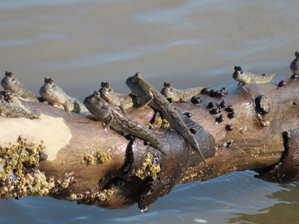 mudskippers2
