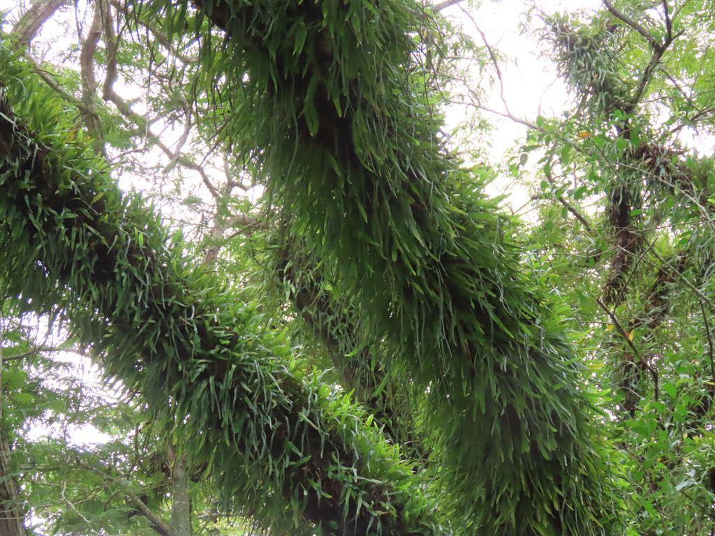 furrytrees