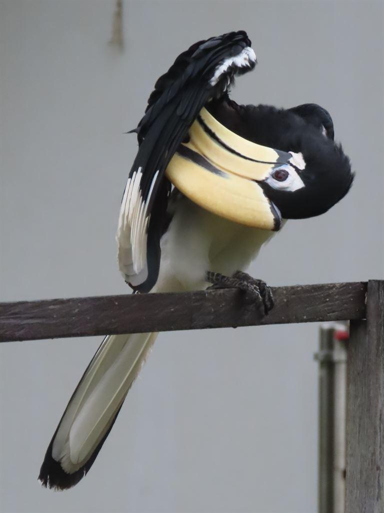 preening