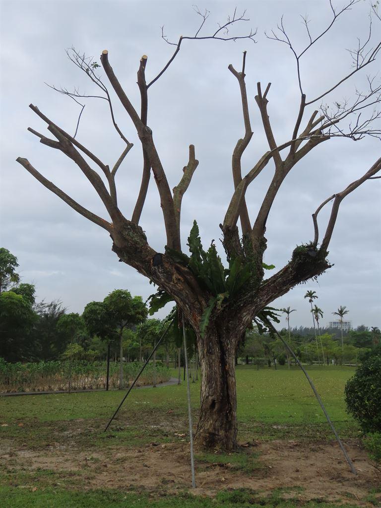 reproppedtree