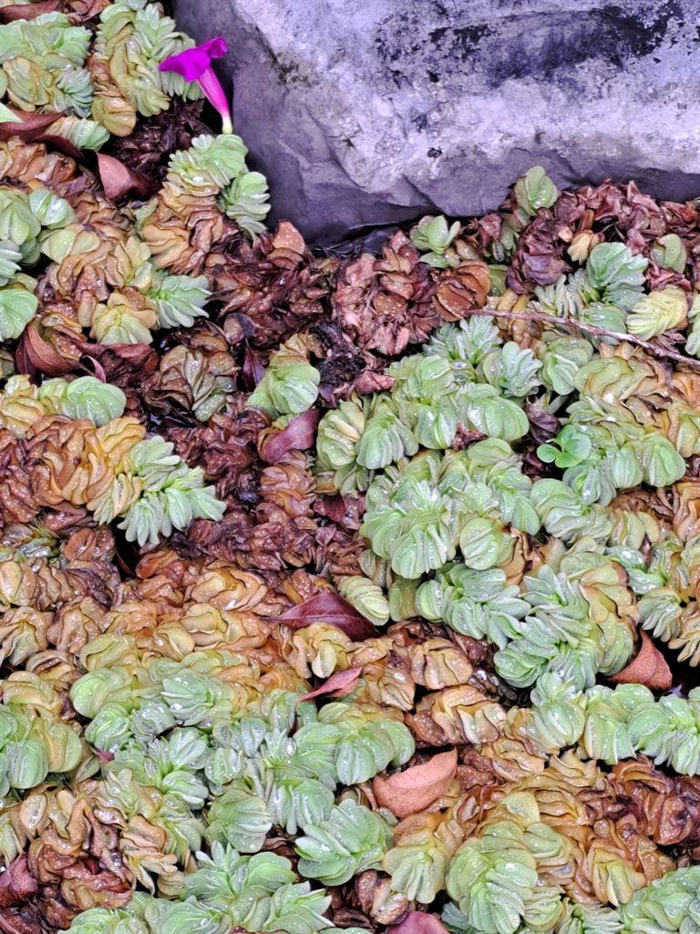 leaves3