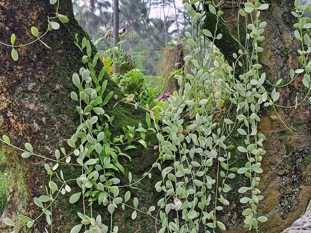 branches