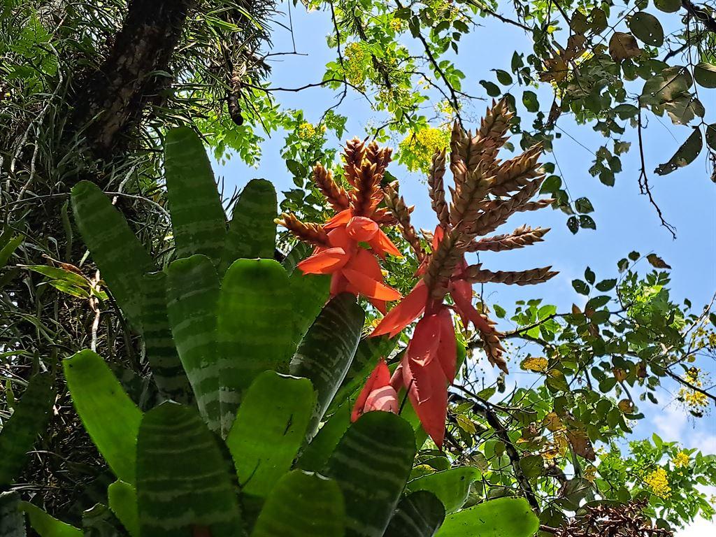 redspikes