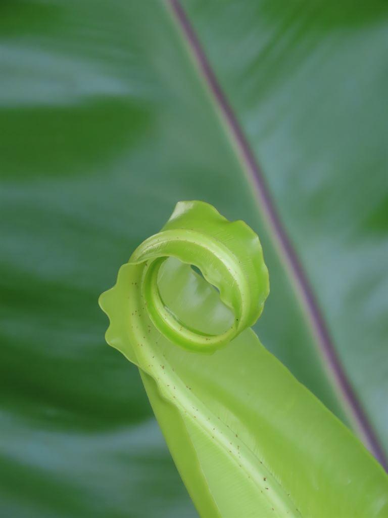 ferntip