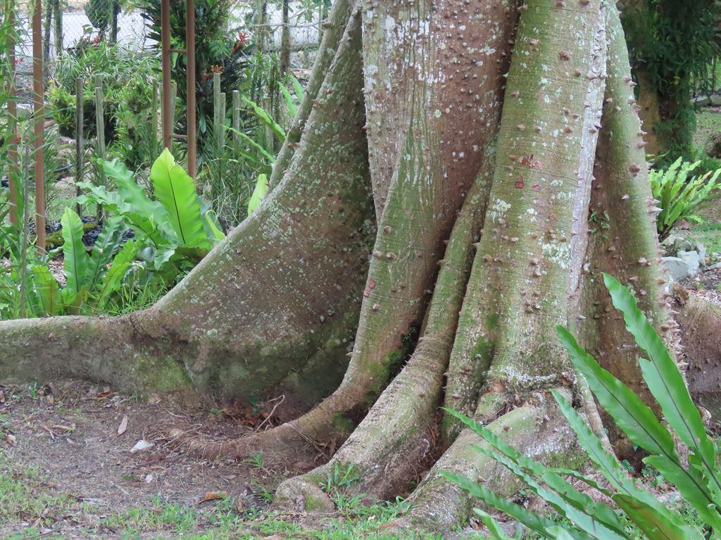 buttressroots