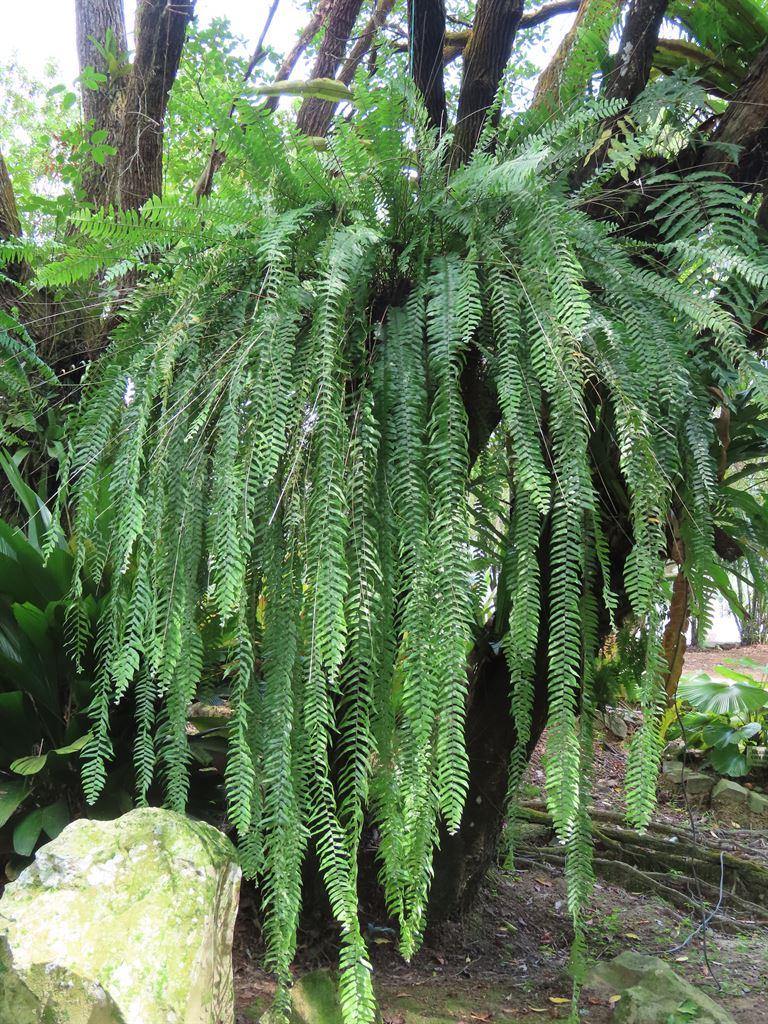 ferns