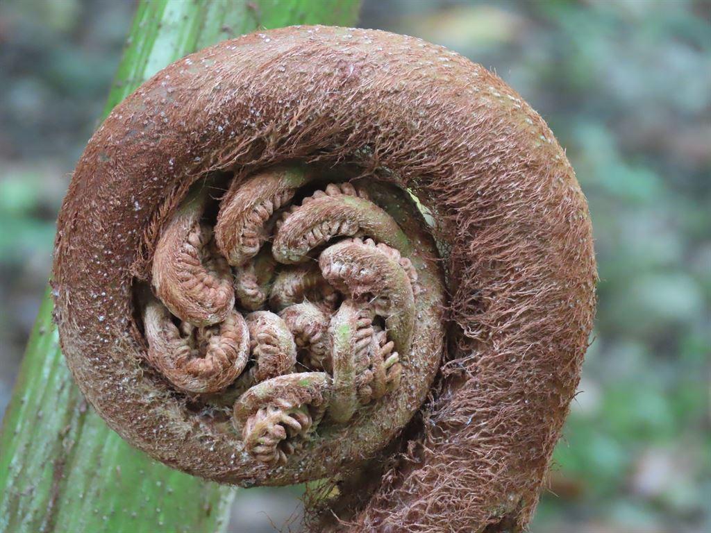 fern