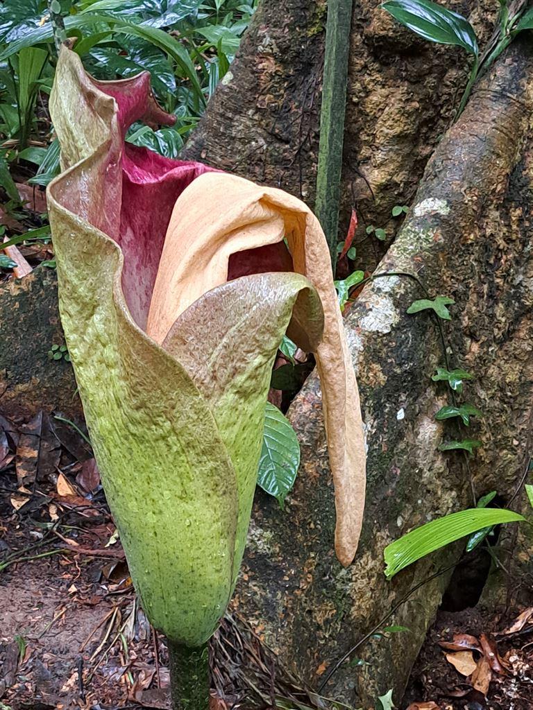 titanarum1