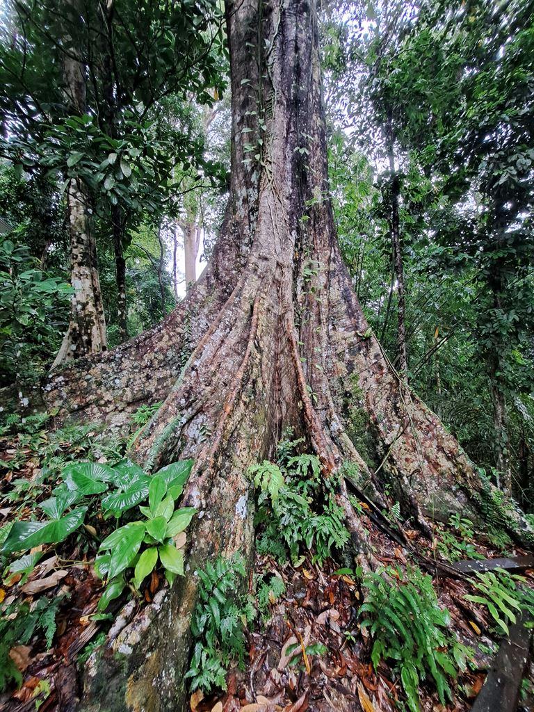 hugetree2
