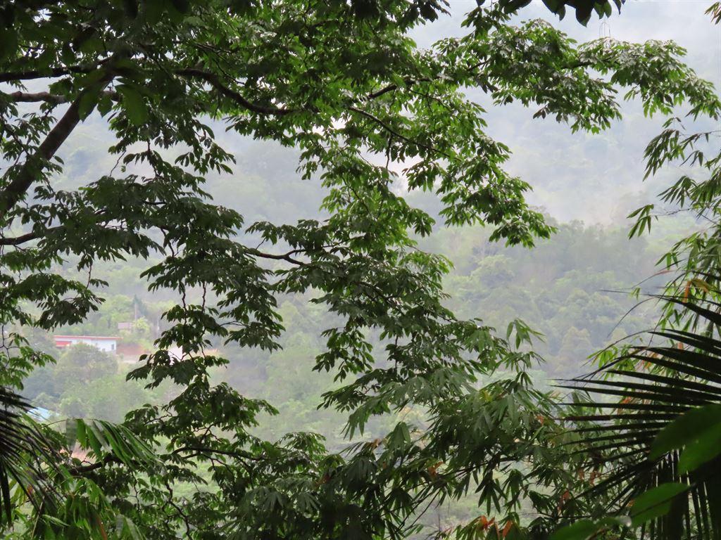 forest2