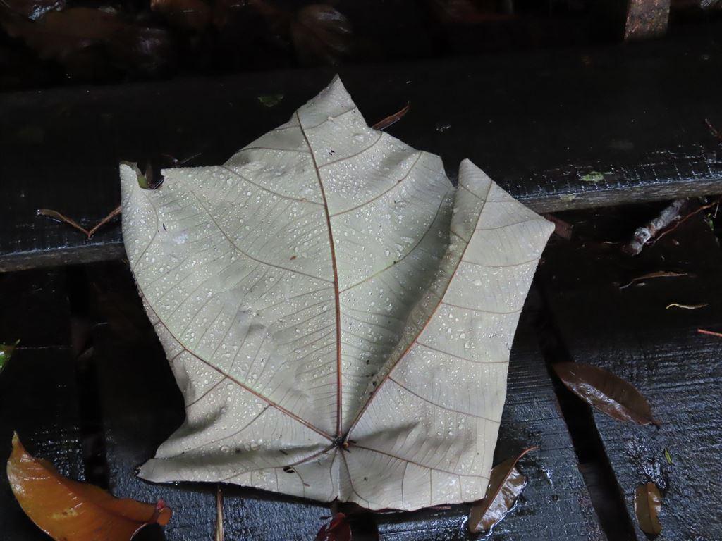 hugeleaf