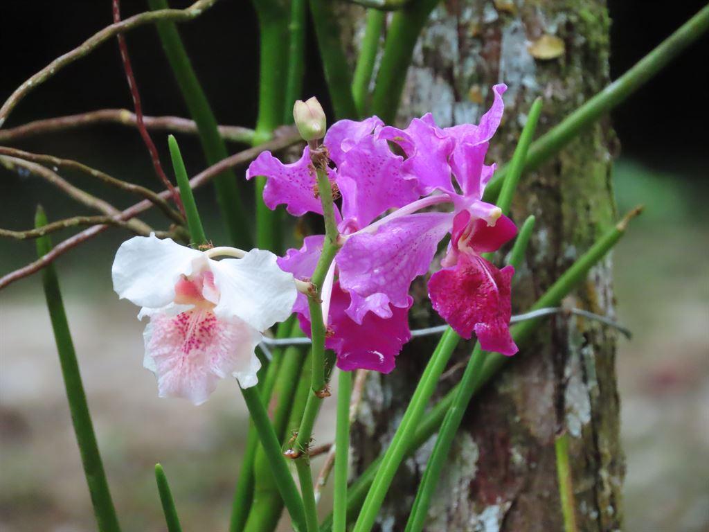orchid