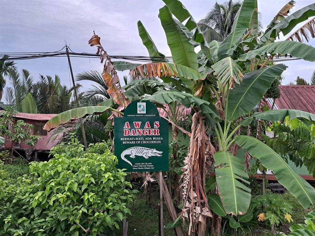 buaya