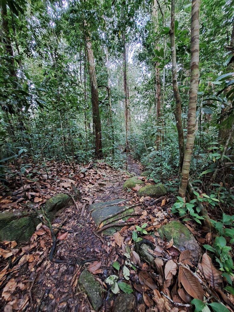 forest