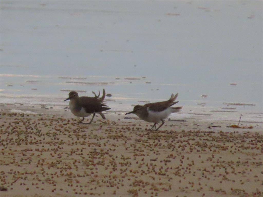 birds1