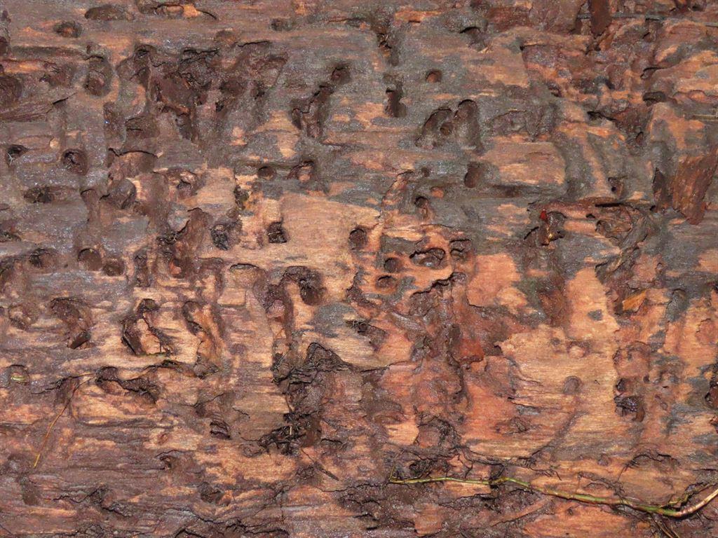 termites