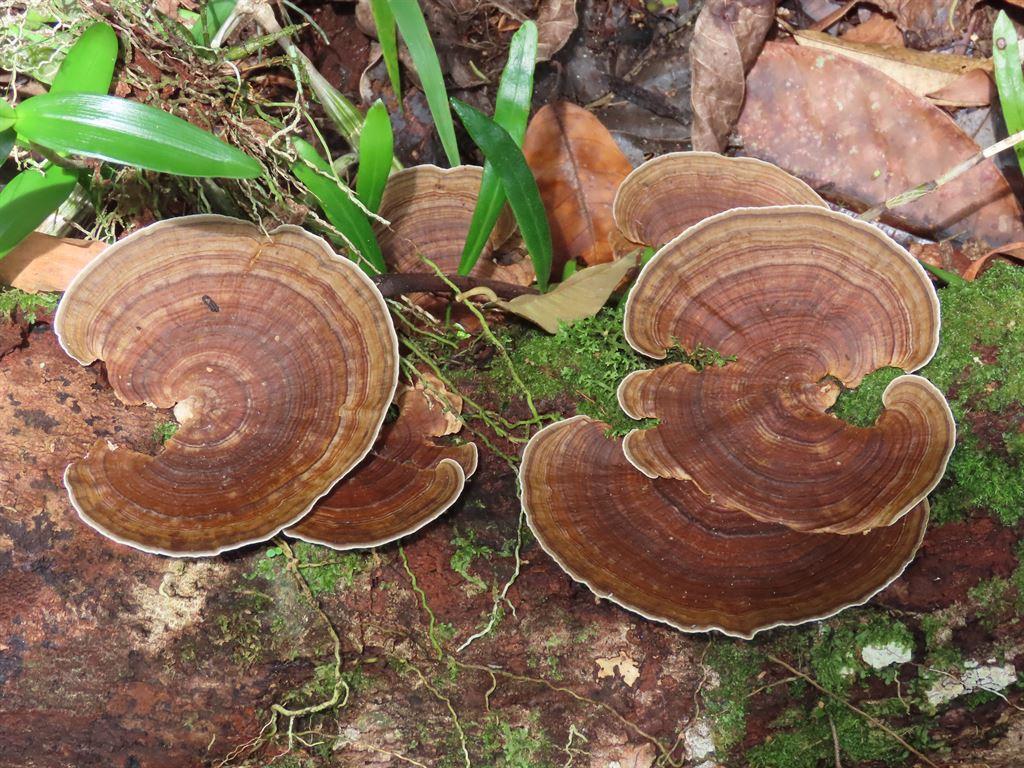 morefungi