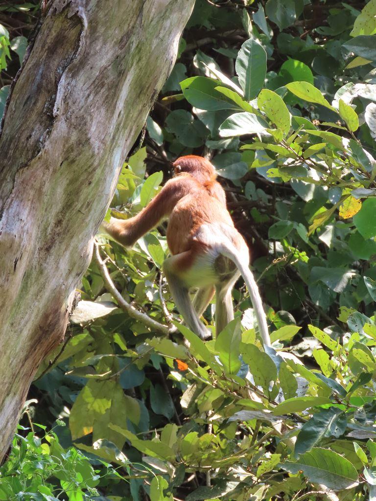 monkeybackend