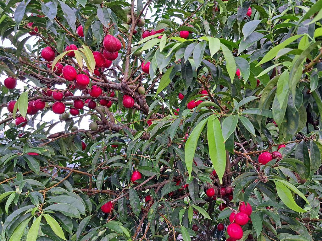 plums